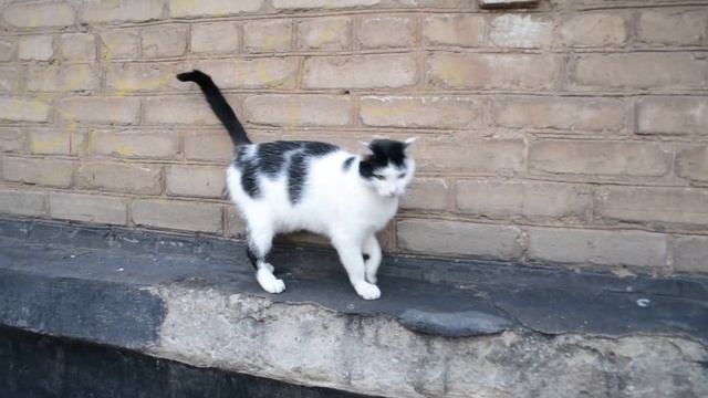 Красивая кошечка Кошечка гуляет сама по себе смотреть онлайн