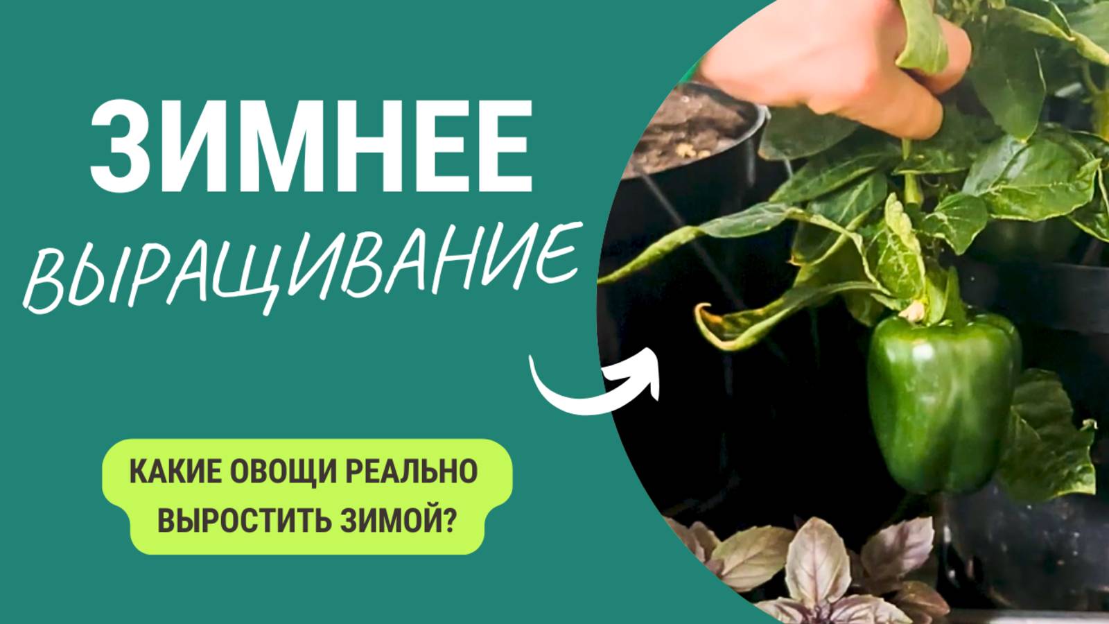 Огород в Мороз: Что Реально Вырастить Зимой? смотреть онлайн