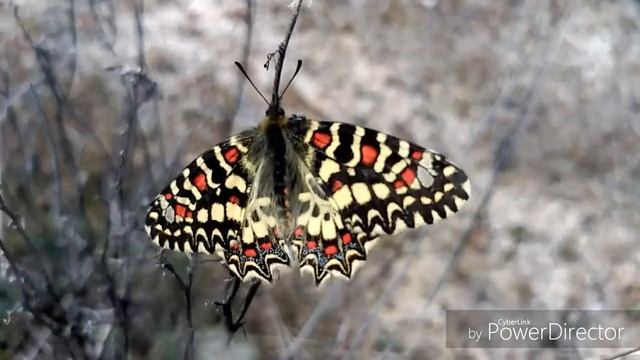 Mariposa con 4 SEXOS en Madrid. ESPECTACULAR!!!!! . (Zerynthia rumia) смотреть онлайн