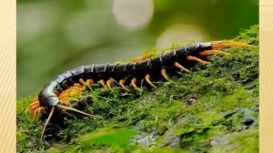 Сороконожки