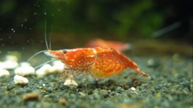 Neocaridina heteropoda смотреть онлайн
