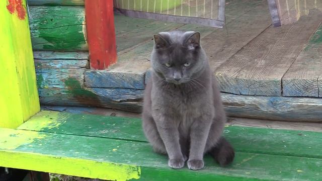 Кот Моте смотреть онлайн