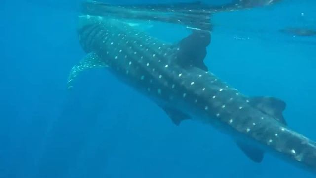 Video Requins Baleines
