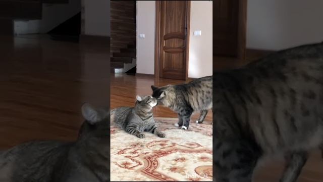 Веселые котики смотреть онлайн