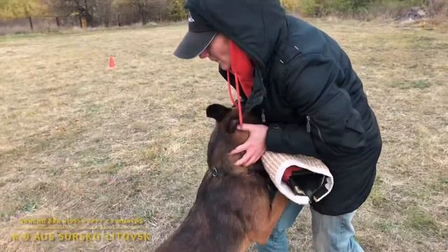 Training Pancho BRN 41955 puppy 7,5 months смотреть онлайн