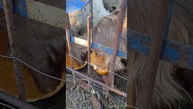 Тыква для животных! смотреть онлайн