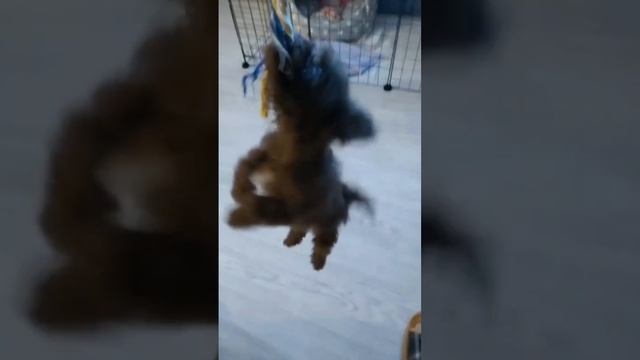 Мальтипу Беня: смертельный номер #dog #funny #смешные #мальтипу # смотреть онлайн