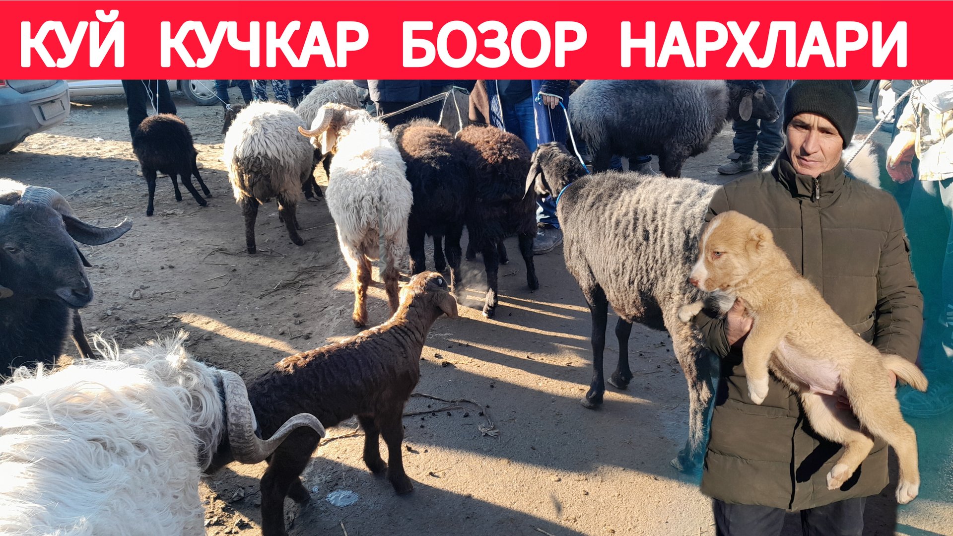БОГОТ КУЙ КУЧКАР БОЗОР НАРХЛАРИ 10.01.2025Г