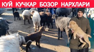 БОГОТ КУЙ КУЧКАР БОЗОР НАРХЛАРИ 10.01.2025Г