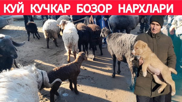 БОГОТ КУЙ КУЧКАР БОЗОР НАРХЛАРИ 10.01.2025Г