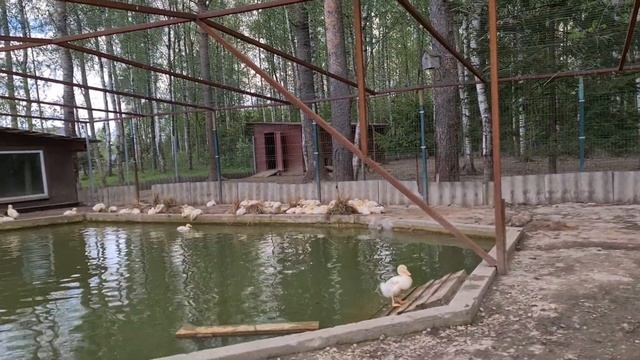 Птичий двор 18.05.2021 смотреть онлайн