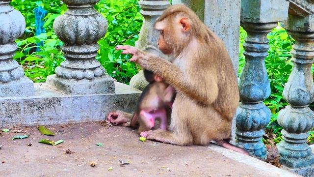 O.M.G😭so 😭sad 😭crying Baby Monkey Rolling 😭angrily On The Ground When Mom Walking Out Of Him