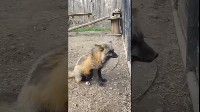 Если вы не знали как и почему кричат лисы, то вот вам наглядная демонстрация смотреть онлайн