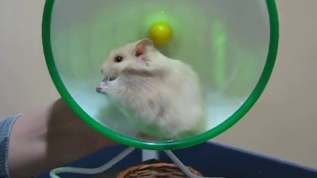 Флаффи Флауэ Умничка (8-01-18) смотреть онлайн