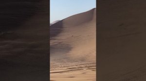 Arctic Leopard EXE880