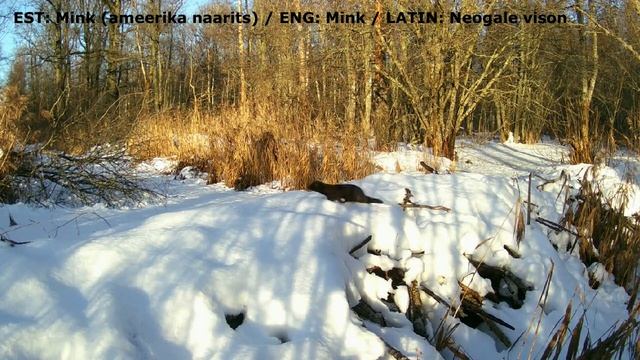 Mink (Neogale vison) at the beaver dam смотреть онлайн