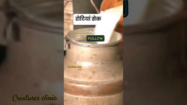 अगर बढ़ाना है Udder का size और दूध मे बढ़ाना है fat और snf तो करे ये उपाय!| DESI FORMULA #shorts смотреть онлайн
