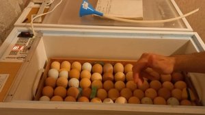 ИНКУБАЦИЯ ЯИЦ часть 2