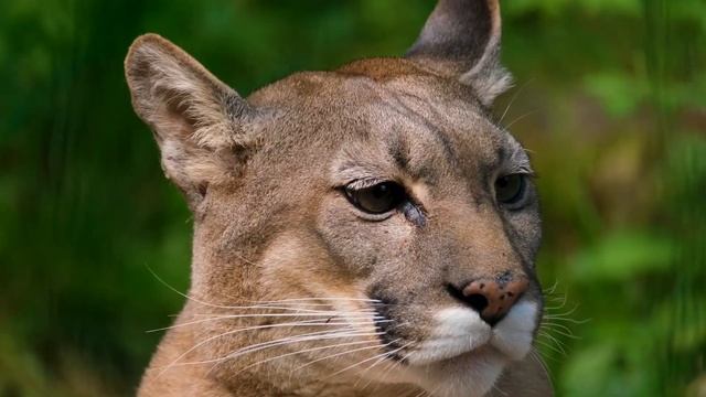 Puma mountain lion predator head | short video 25 sec | #puma #nature смотреть онлайн