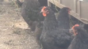 Самые выгодные куры в хозяйстве (брама, кохинхин, орпингтон)