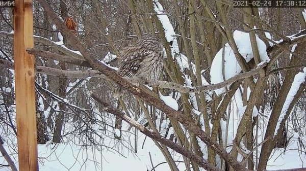 Серая неясыть