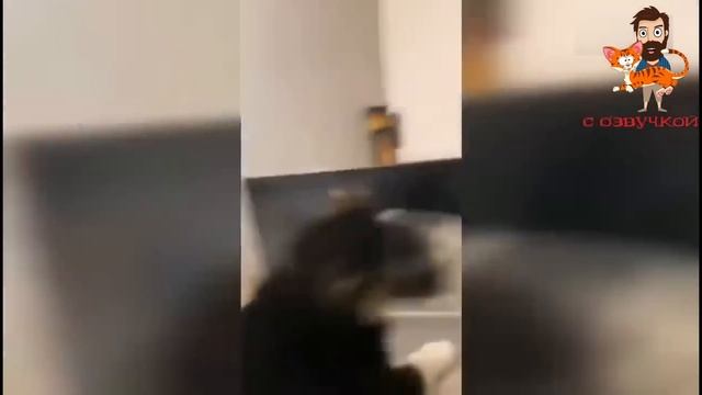 Приколы с котами! - С ОЗВУЧКОЙ! Самые смешные животные! Смешные коты и собаки! смотреть онлайн