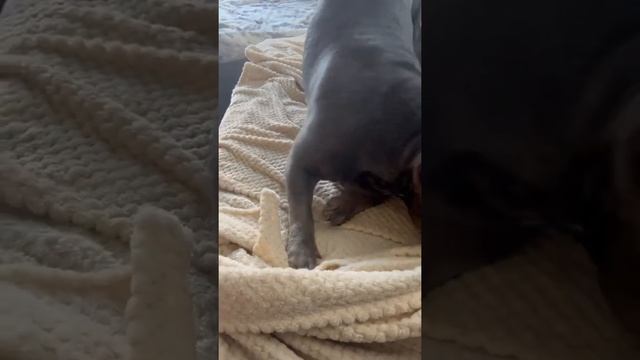 Ну это бойцовские породы 🤣 смотреть онлайн
