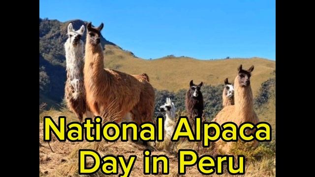 Happy National Alpaca Day in Peru! 🇵🇪 🇵🇪 🇵🇪 #alpacaday #alpaca #perú #peru смотреть онлайн