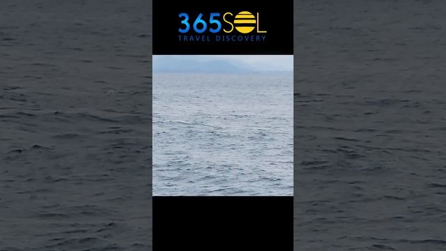 Big Whale spotted from Silversea Alaska Cruise | Silver sea Alaska Cruise Ship #alaskacruise смотреть онлайн