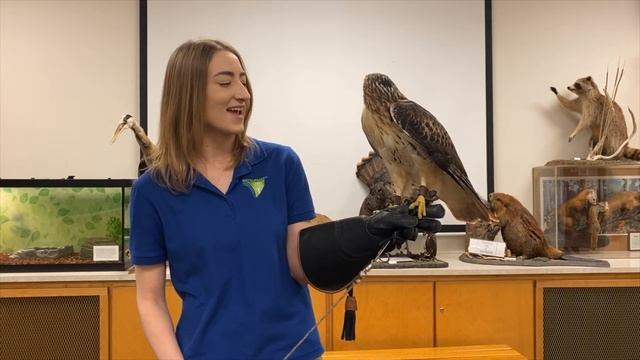 Learn All About Ranger The Red-Tailed Hawk смотреть онлайн