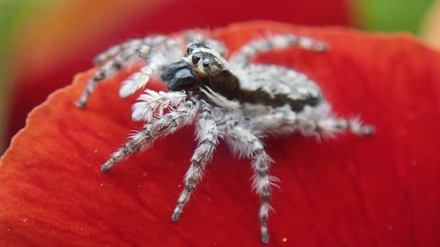 シラヒゲハエトリ　その2 смотреть онлайн