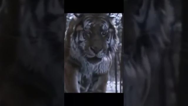Мой Мир ❤️🇷🇺❤️ смотреть онлайн