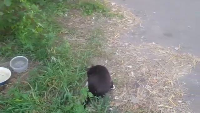 Собаке даю, но немного смотреть онлайн