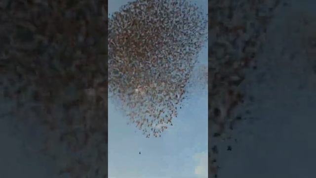 Облако из скворцов смотреть онлайн
