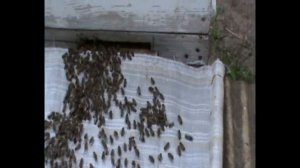 Способ усиления слабой пчелосемьи или отводка. 47. 00