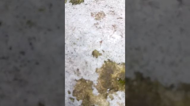 Спасение муравья смотреть онлайн