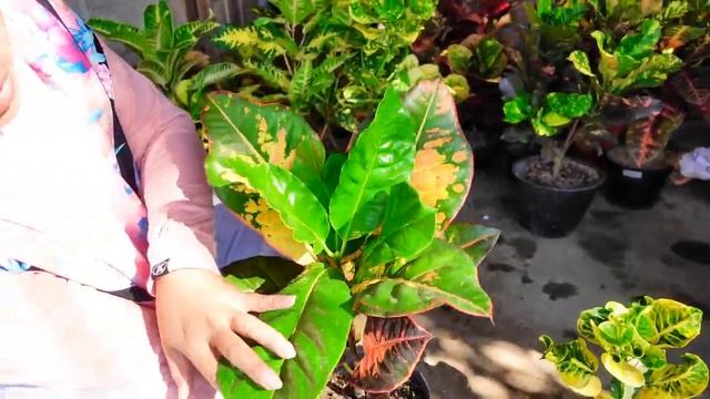 Jual aneka tanaman hias unik warna warni khas indonesia - spesial Puring Istimidut смотреть онлайн