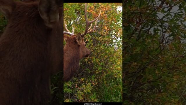 When Your Rival Interrupts Your Me Time - Elk Rut смотреть онлайн