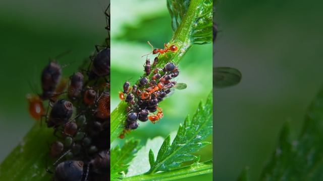 Aphids Infesting Your Garden? Try Supreme I/T, A Repelling Insecticide! смотреть онлайн