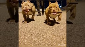 Американский булли