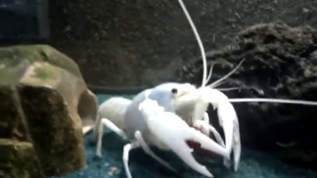 Feeding of Procambarus clarkii var. white смотреть онлайн