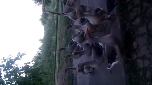 Гуси атакуют смотреть онлайн