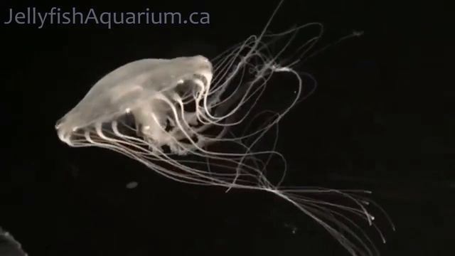 Atlantic Sea Nettle (Chrysaora quinquecirrha) смотреть онлайн