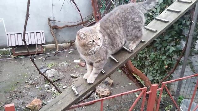 Боевой кот смотреть онлайн