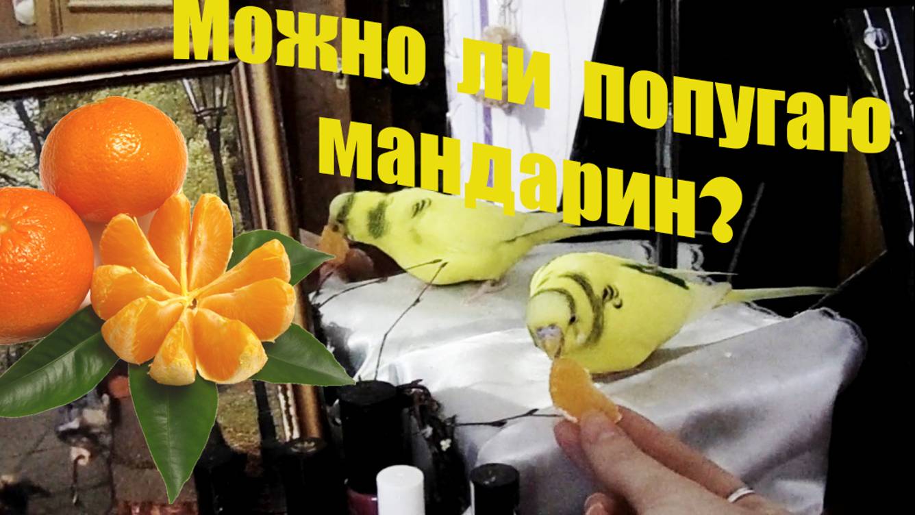 Можно ли волнистому попугаю МАНДАРИН? Первый раз пробует мандарин! The use of Mandarin for birds смотреть онлайн