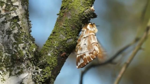 Endormis versicolora / gevlamde vlinder смотреть онлайн