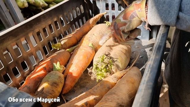 КАК ХРАНИТЬ МОРКОВЬ ЗИМОЙ ? СБОР УРОЖАЯ ЧТО ВЫРОСЛО?@obovsemsmarusya смотреть онлайн