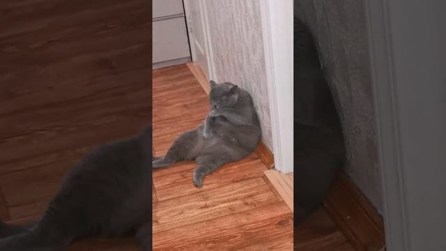 Утро Климушки начинается с умывания. смотреть онлайн