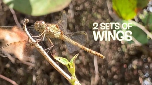 Dragonflies: The Mysterious Creatures of Nature