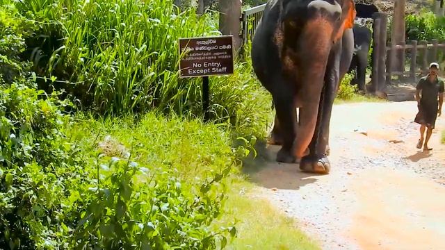 Biggest Elephant смотреть онлайн